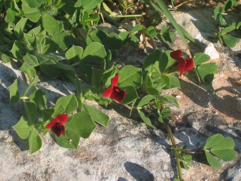 Lotus palaestinus photo 5