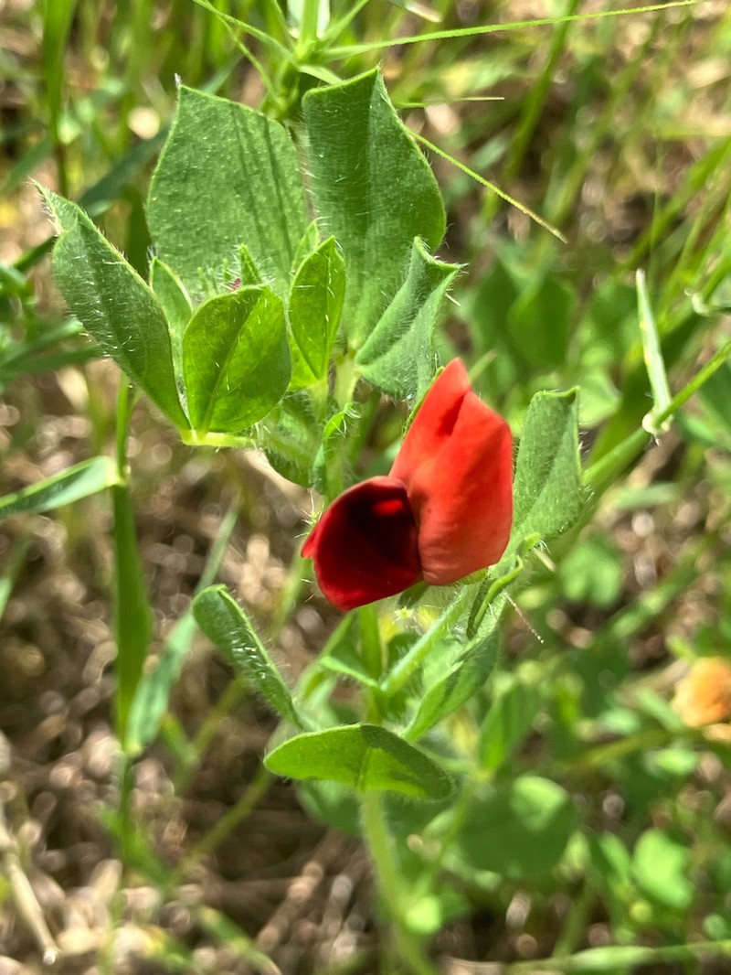 Winged Pea photo 5