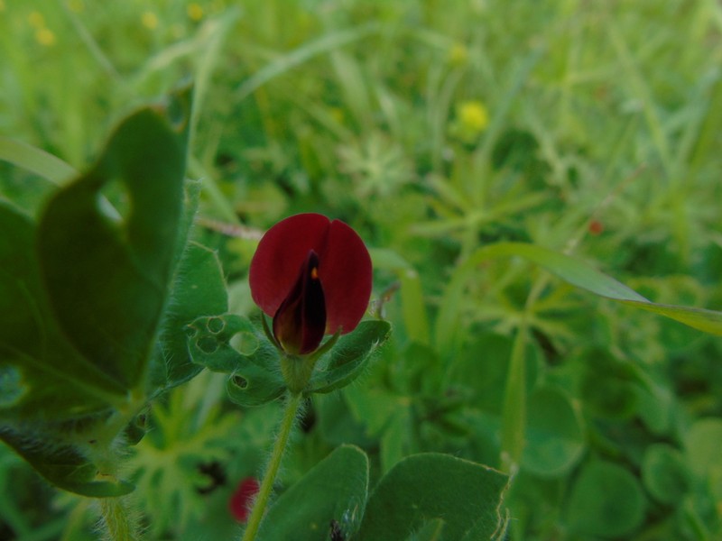 Winged Pea photo 7