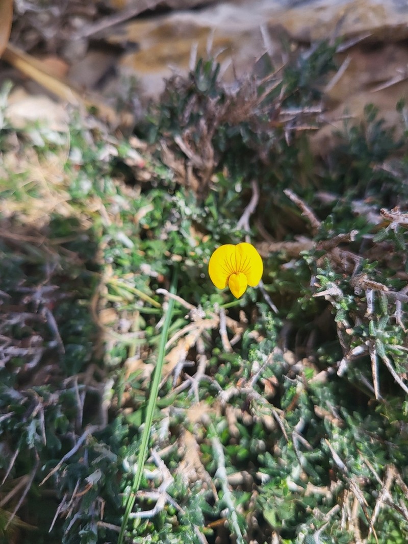 Lotus tetraphyllus
