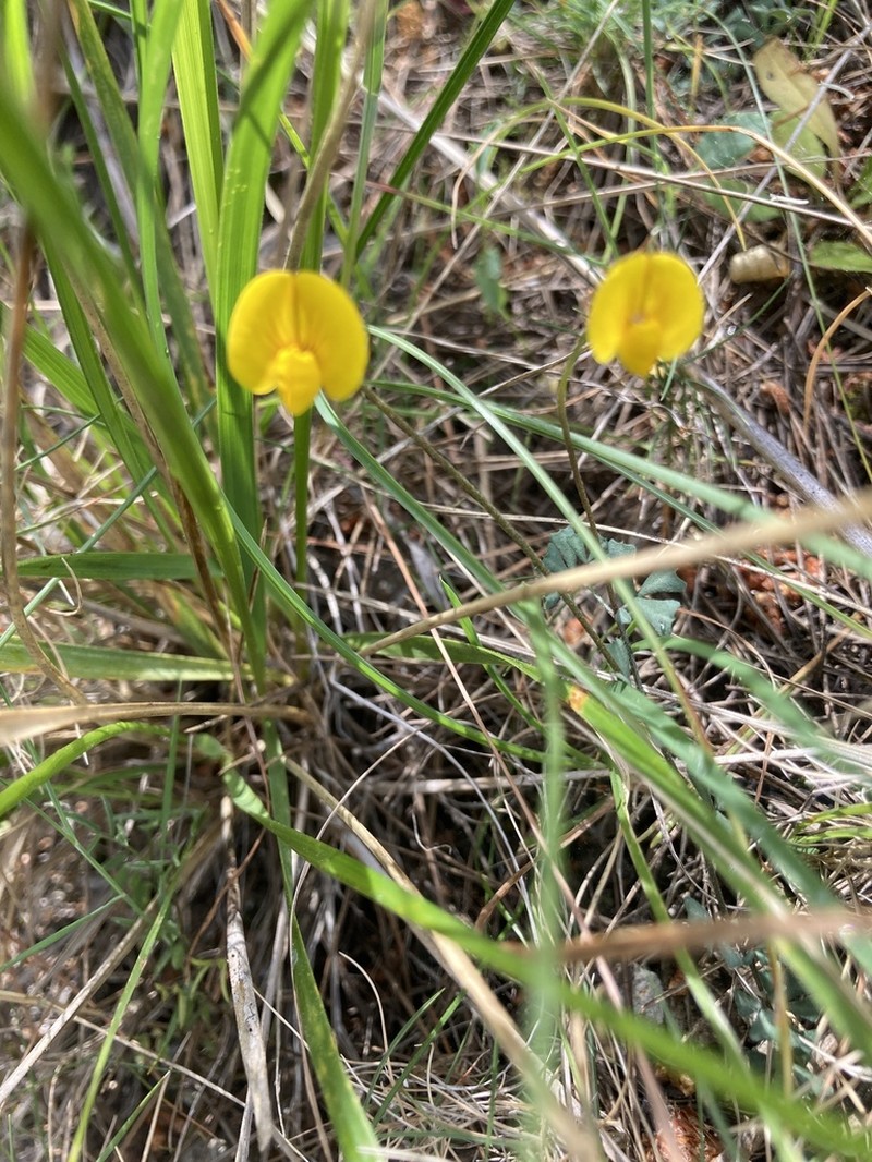 Lotus tetraphyllus photo 2