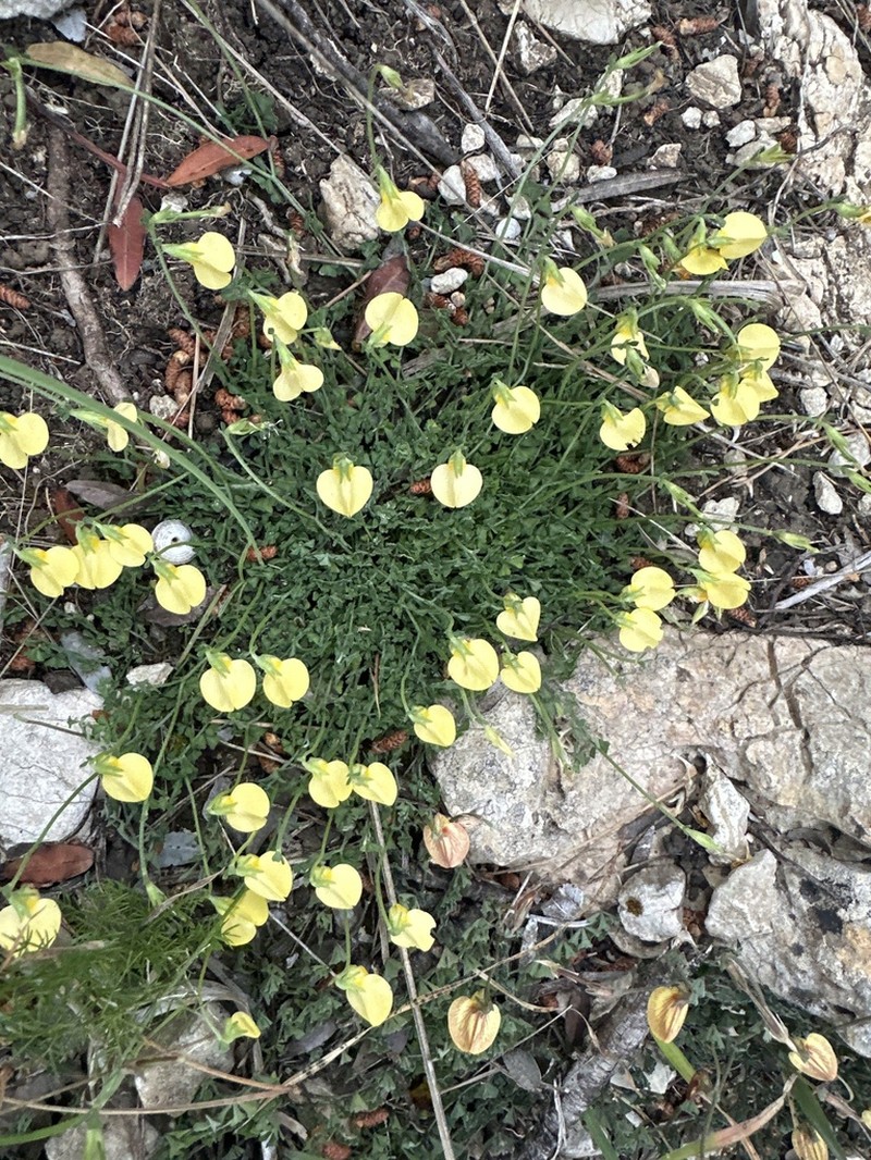 Lotus tetraphyllus photo 3