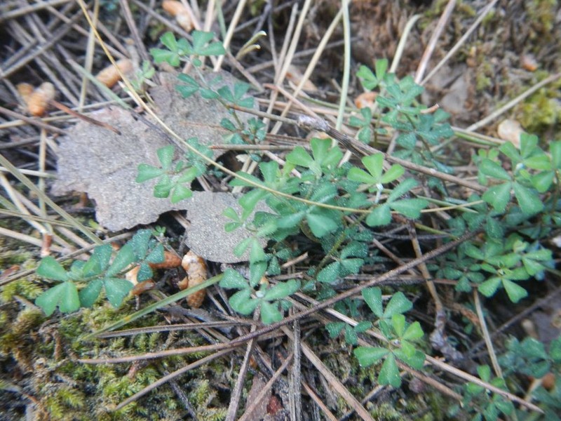 Lotus tetraphyllus photo 5