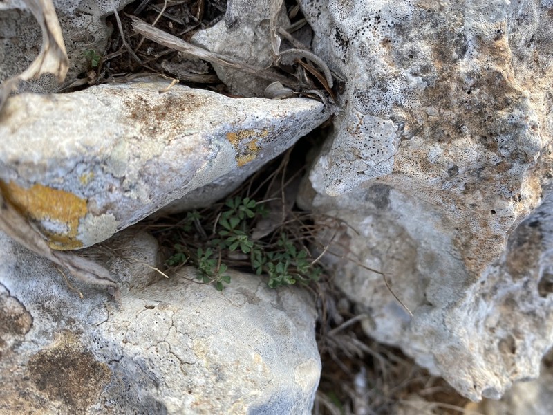 Lotus tetraphyllus photo 6