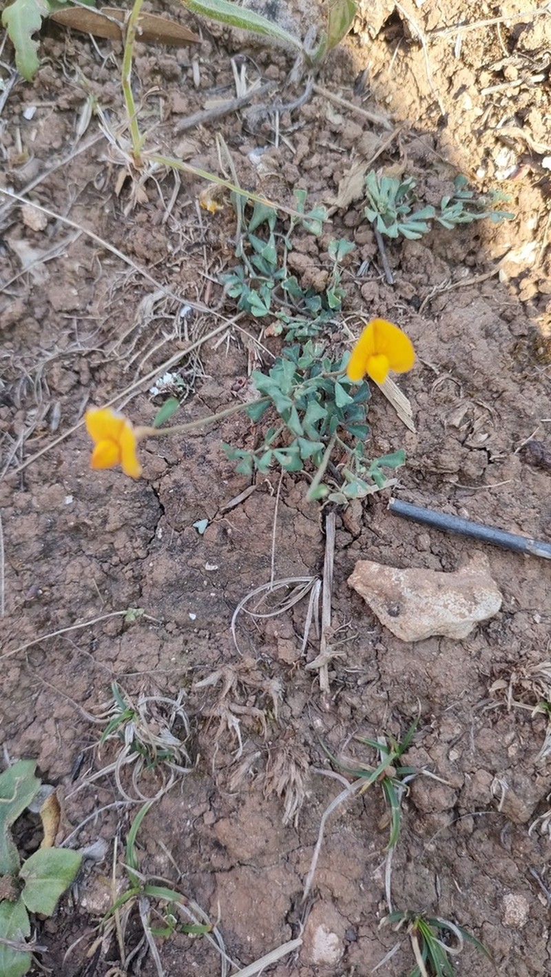 Lotus tetraphyllus photo 7