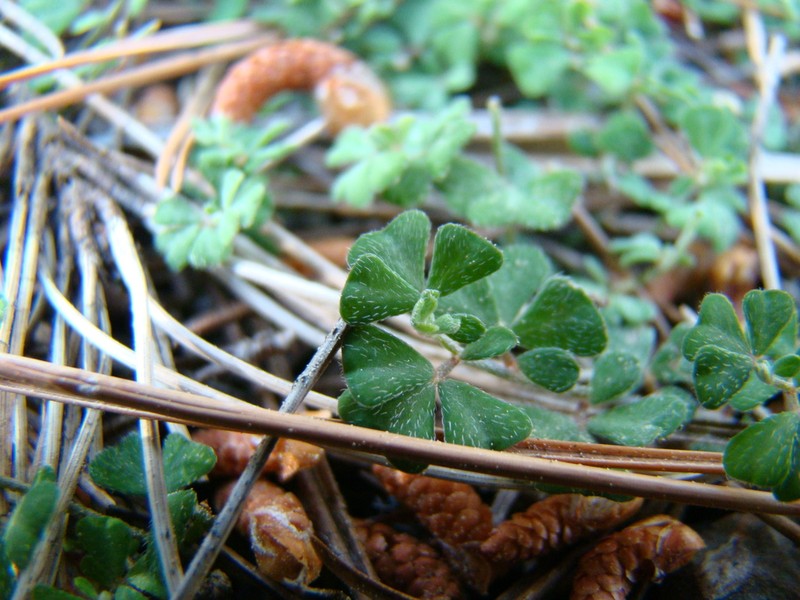 Lotus tetraphyllus photo 8
