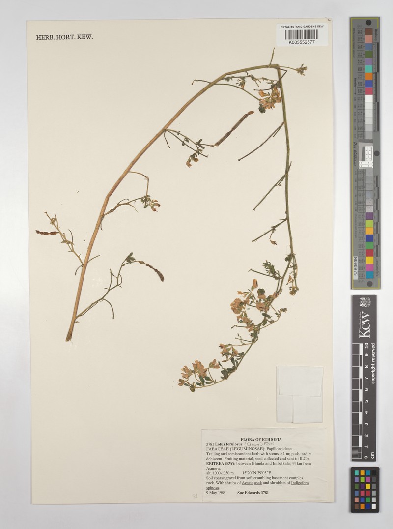 Lotus torulosus photo 2