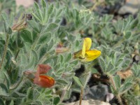 Lotus villicarpus