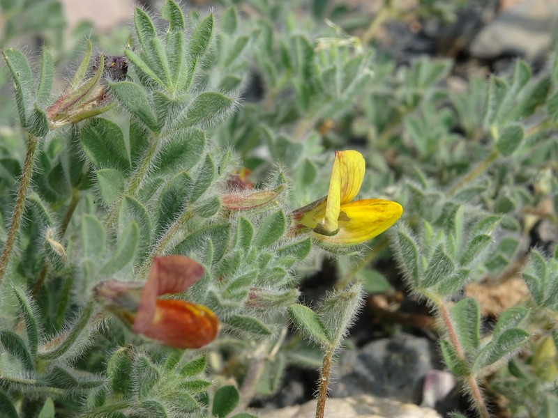 Lotus villicarpus