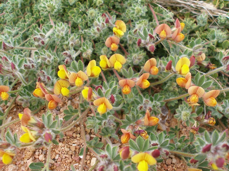 Lotus villicarpus photo 5