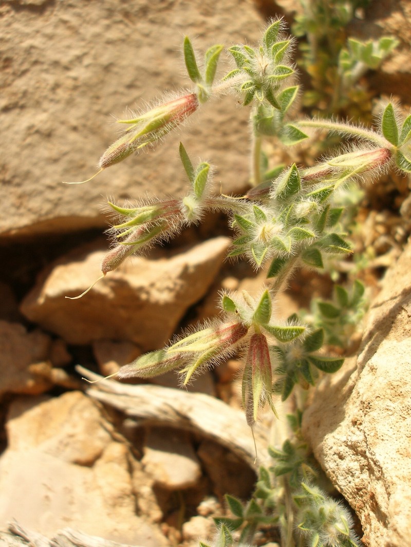 Lotus villicarpus photo 6