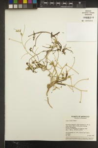 Lotus weilleri