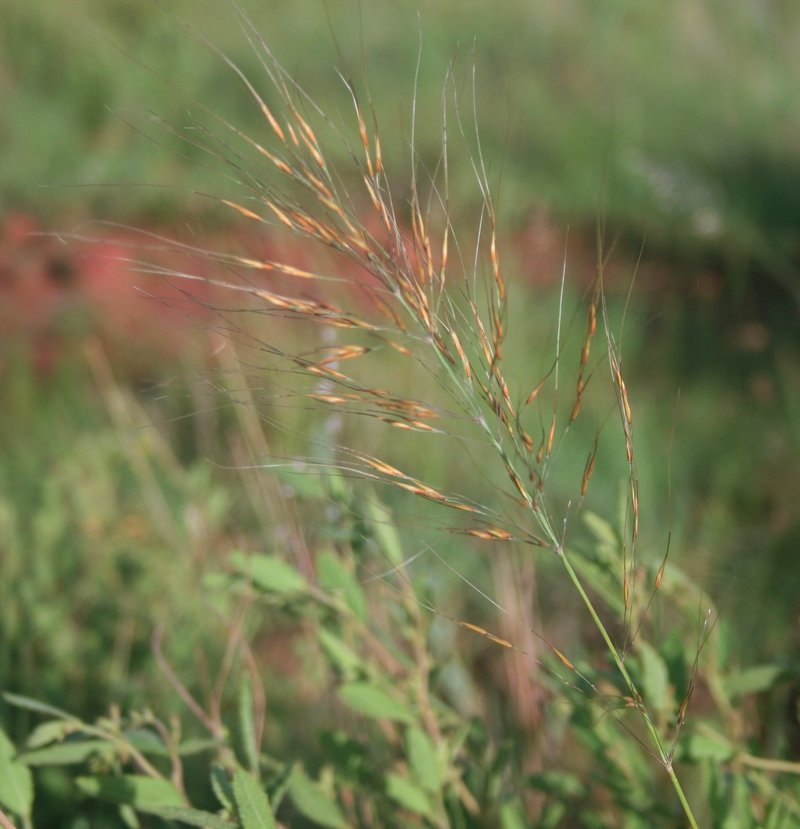 Common Russet Grass
