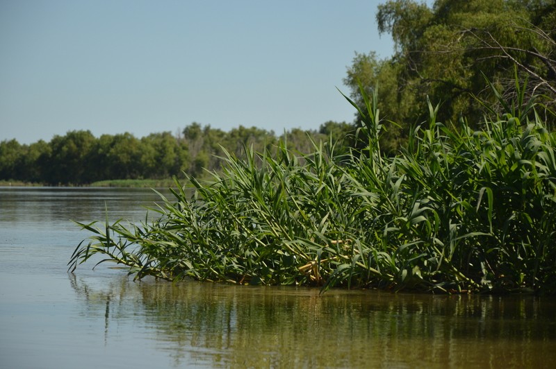 Elephant Panicgrass
