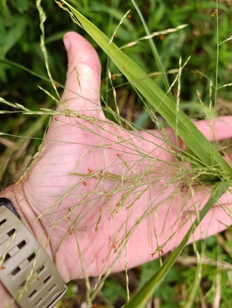 Elephant Panicgrass photo 2