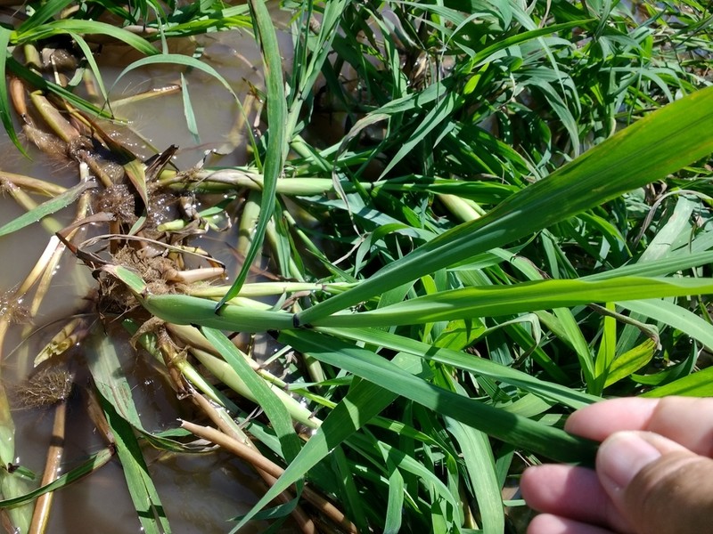 Elephant Panicgrass photo 3