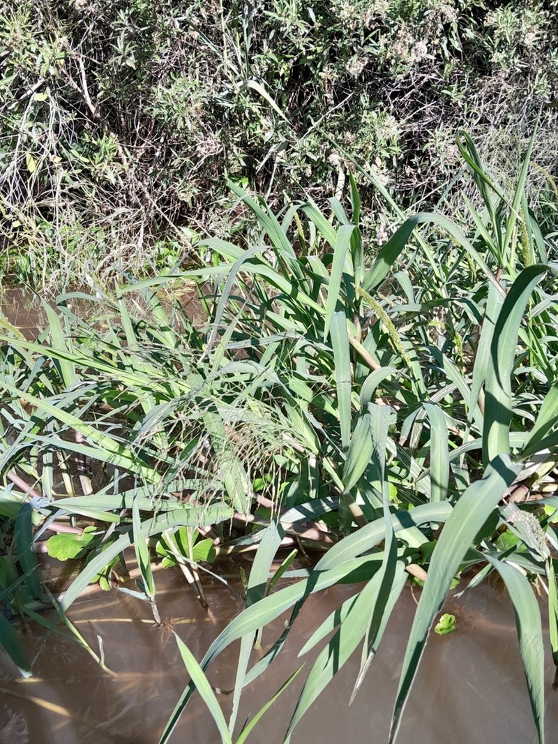 Elephant Panicgrass photo 4