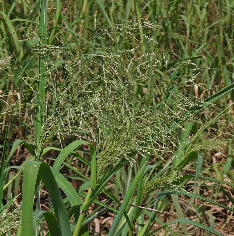Elephant Panicgrass photo 5