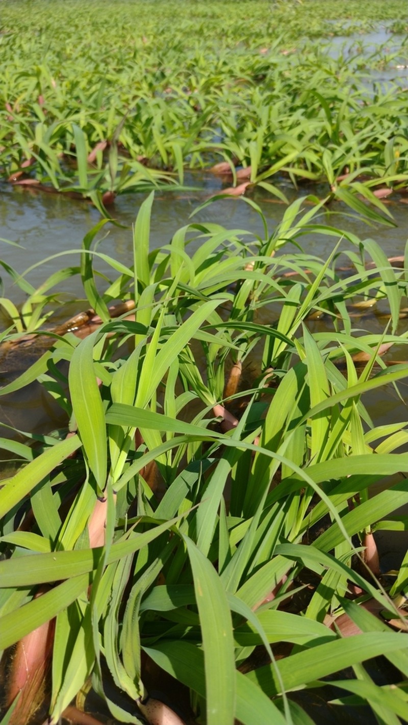 Elephant Panicgrass photo 6