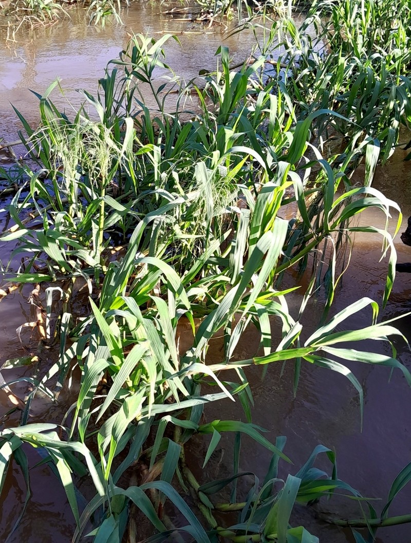 Elephant Panicgrass photo 7
