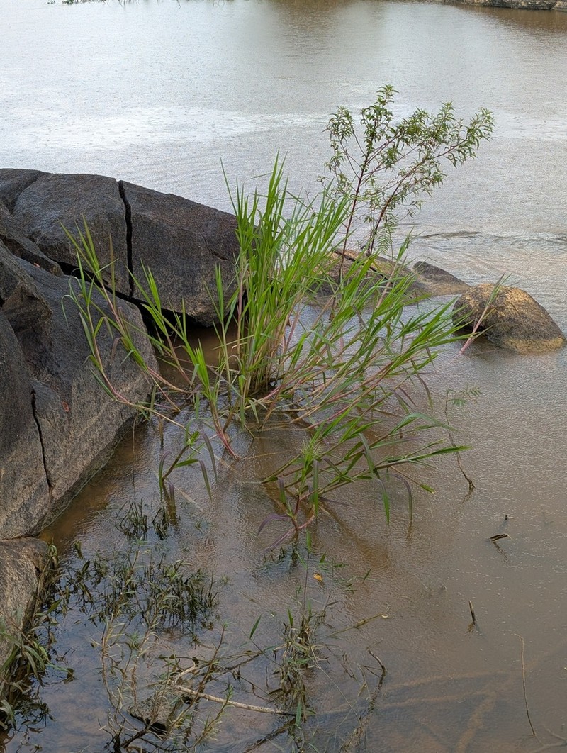 Elephant Panicgrass photo 8
