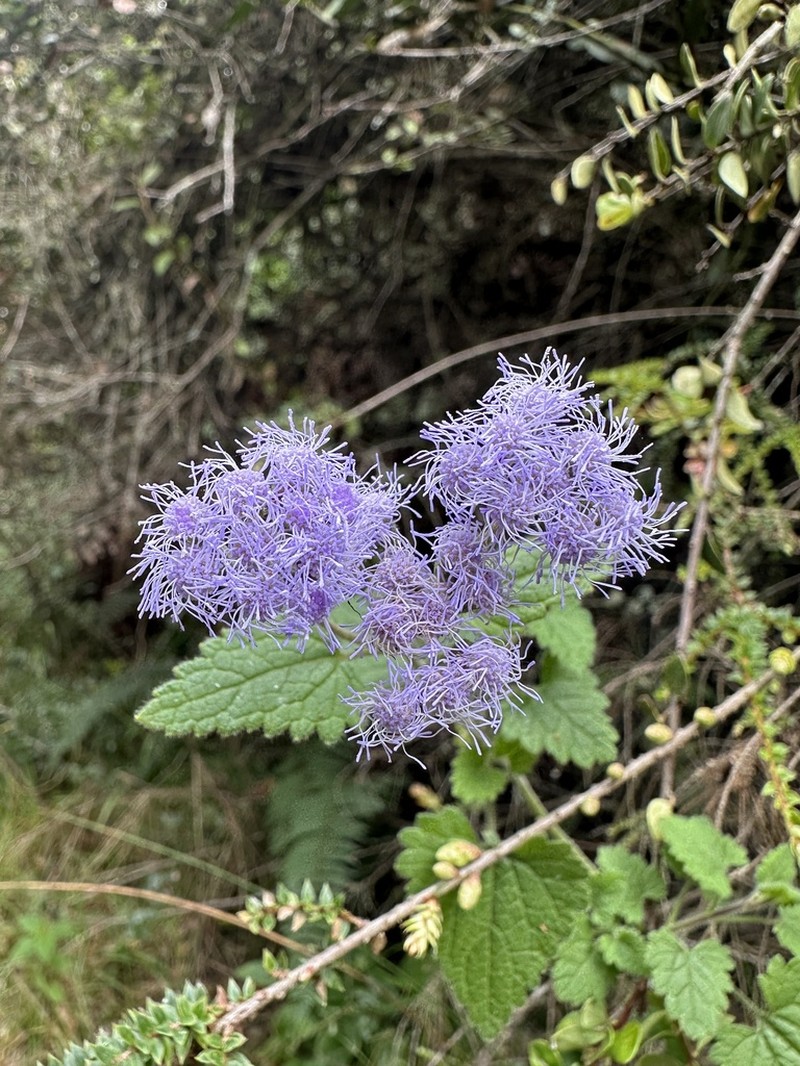 Lourteigia ballotifolia