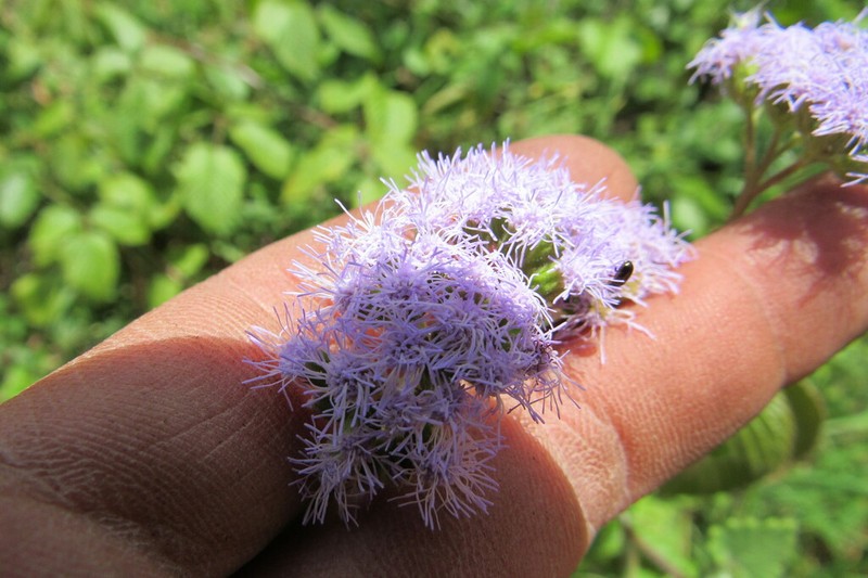 Lourteigia ballotifolia photo 3