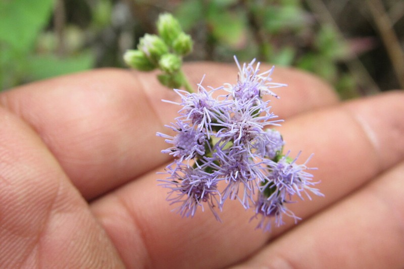 Lourteigia ballotifolia photo 4