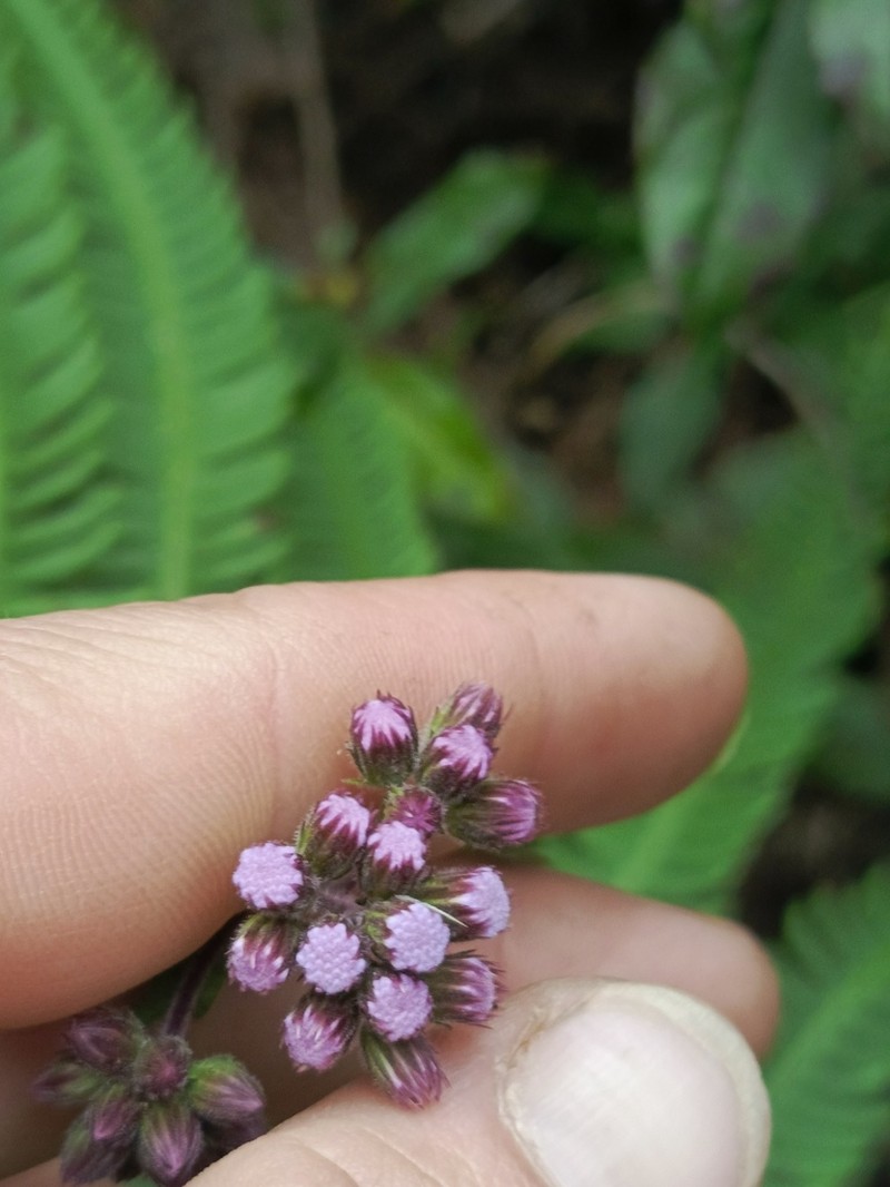 Lourteigia ballotifolia photo 7