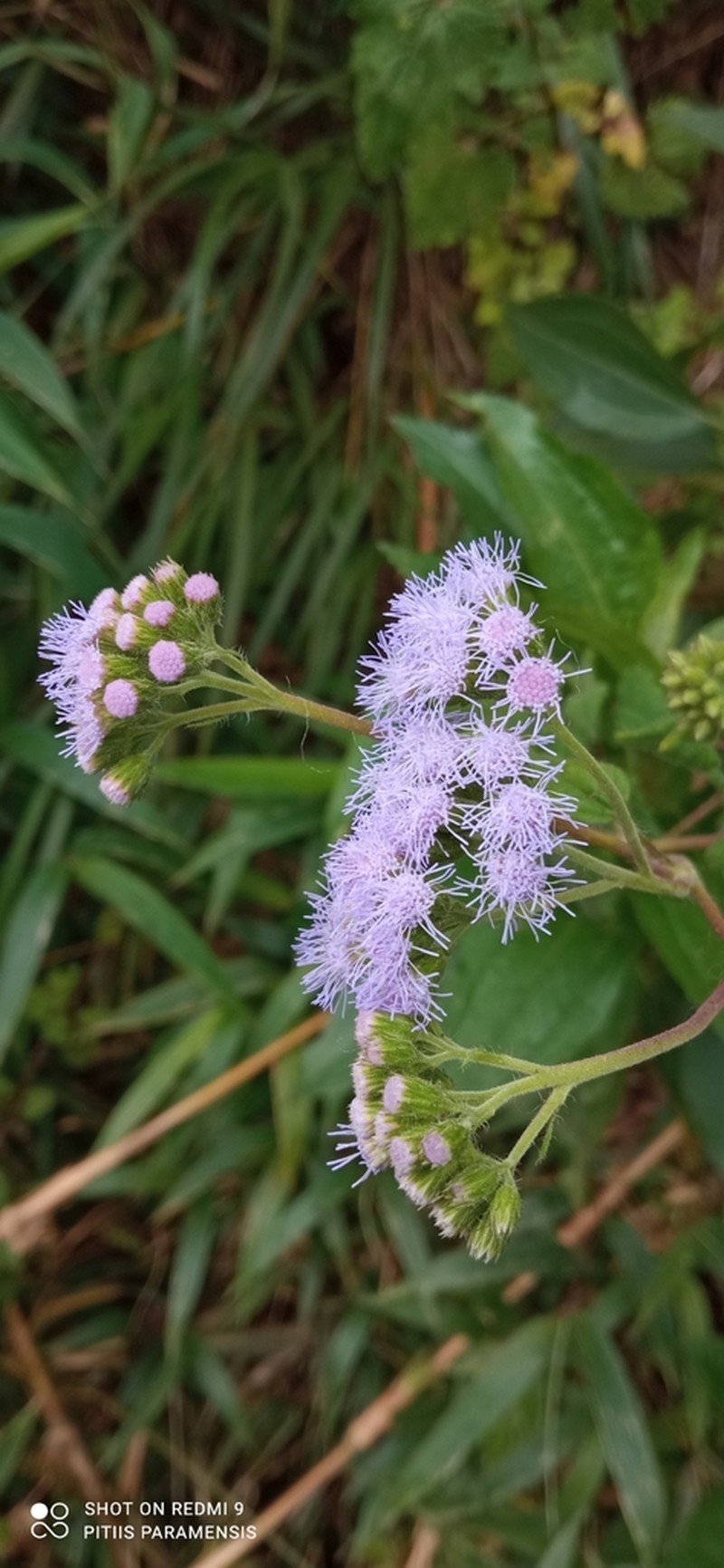 Lourteigia ballotifolia photo 8
