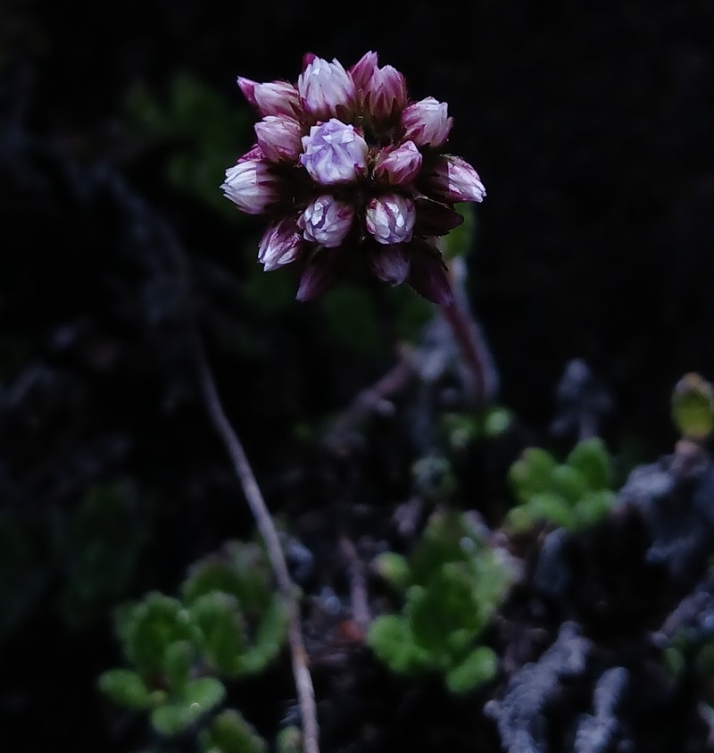 Lourteigia humilis