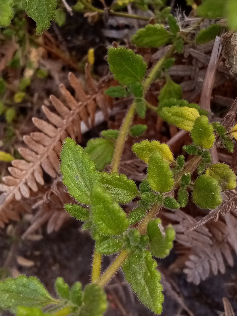 Lourteigia humilis photo 2