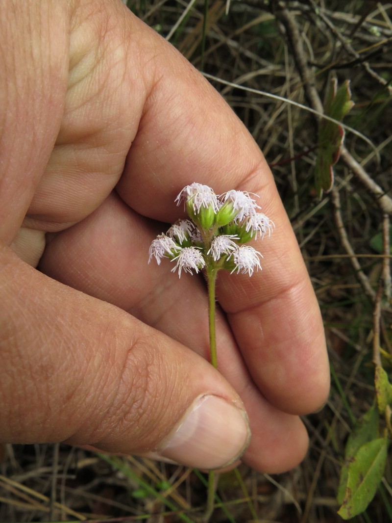 Lourteigia humilis photo 3