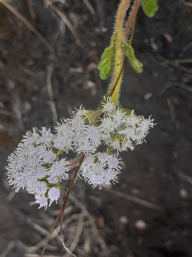 Lourteigia humilis photo 4