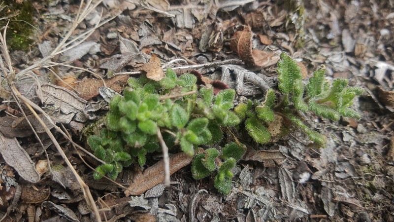Lourteigia humilis photo 5