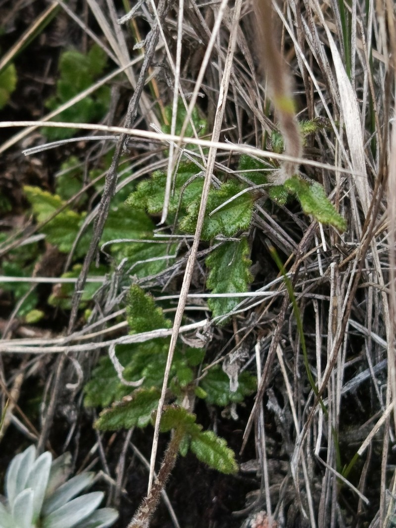 Lourteigia humilis photo 6