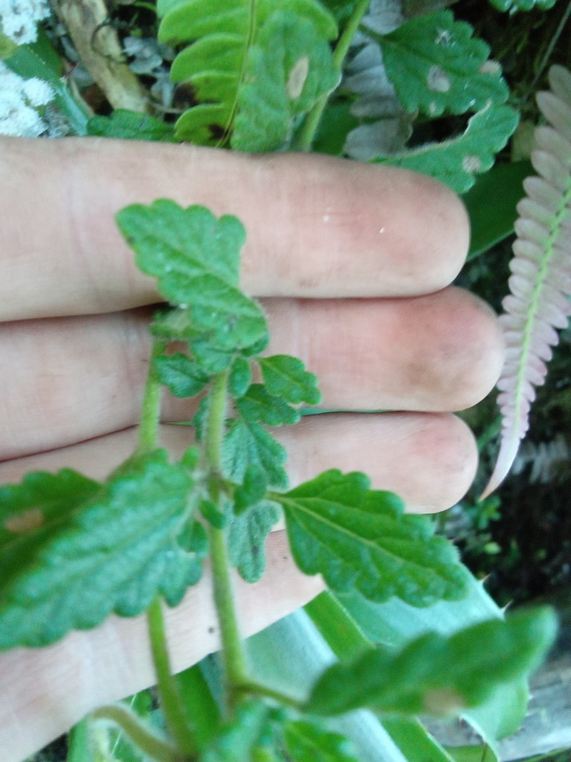 Lourteigia humilis photo 7