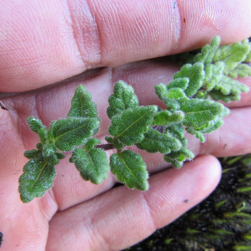 Lourteigia humilis photo 8