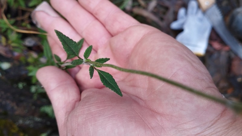 Lourteigia lanulata