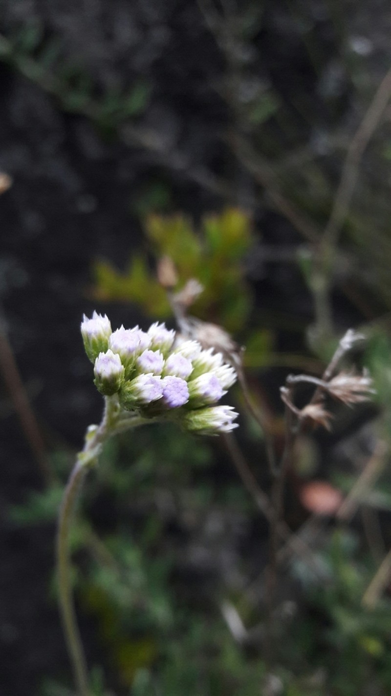 Lourteigia lanulata photo 2
