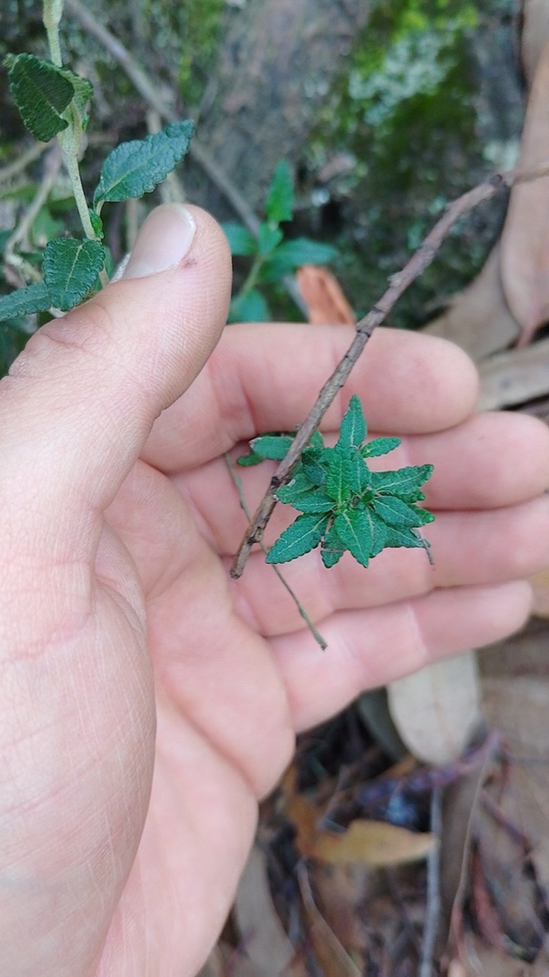 Lourteigia lanulata photo 3