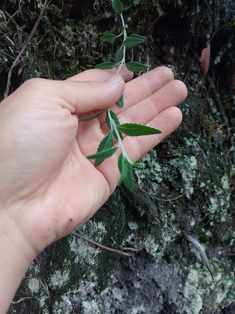 Lourteigia lanulata photo 5
