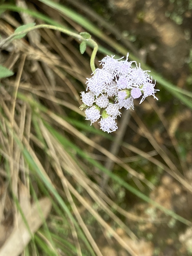 Lourteigia lanulata photo 7