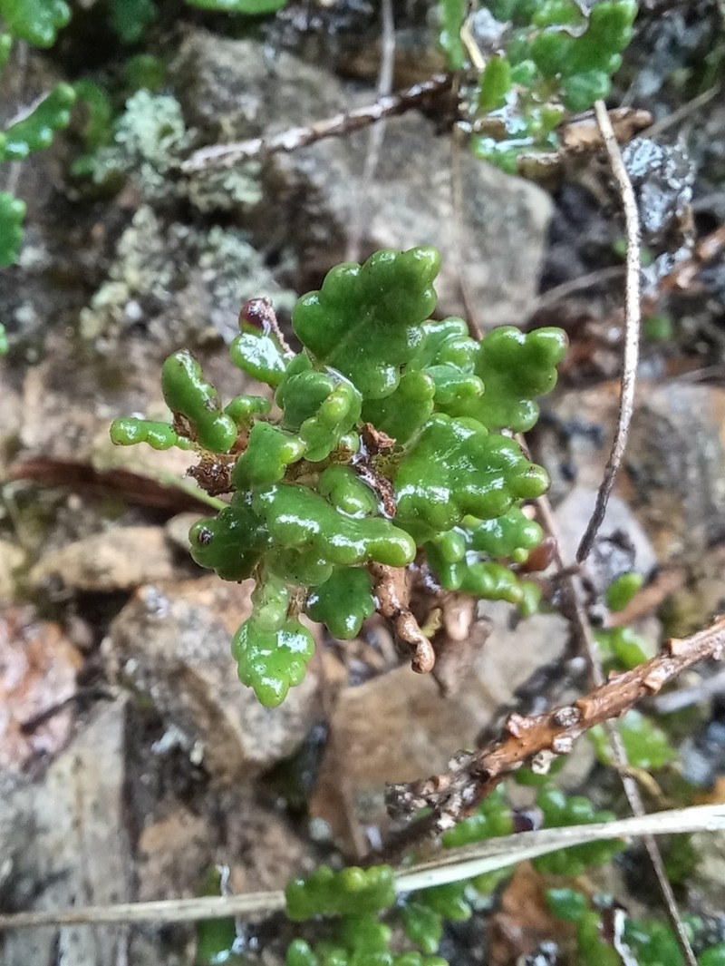 Lourteigia microphylla