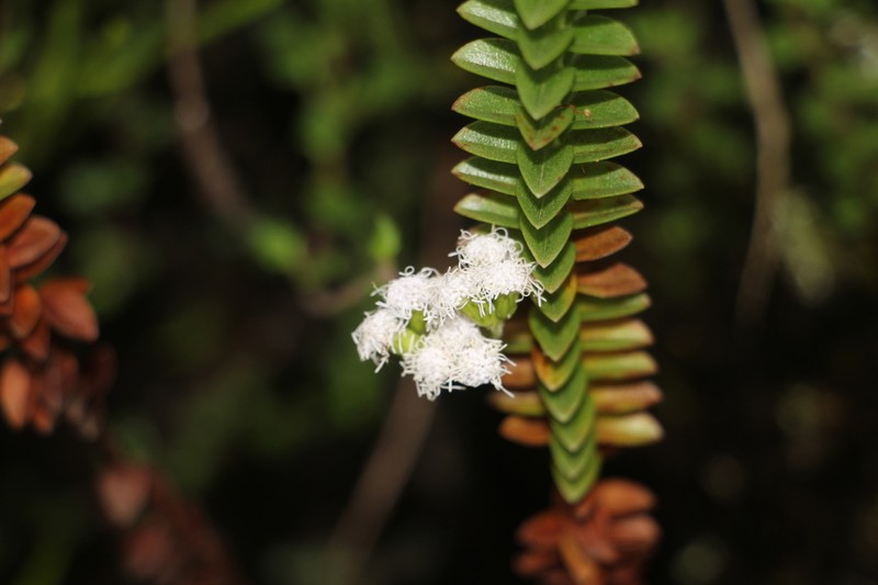 Lourteigia microphylla photo 2