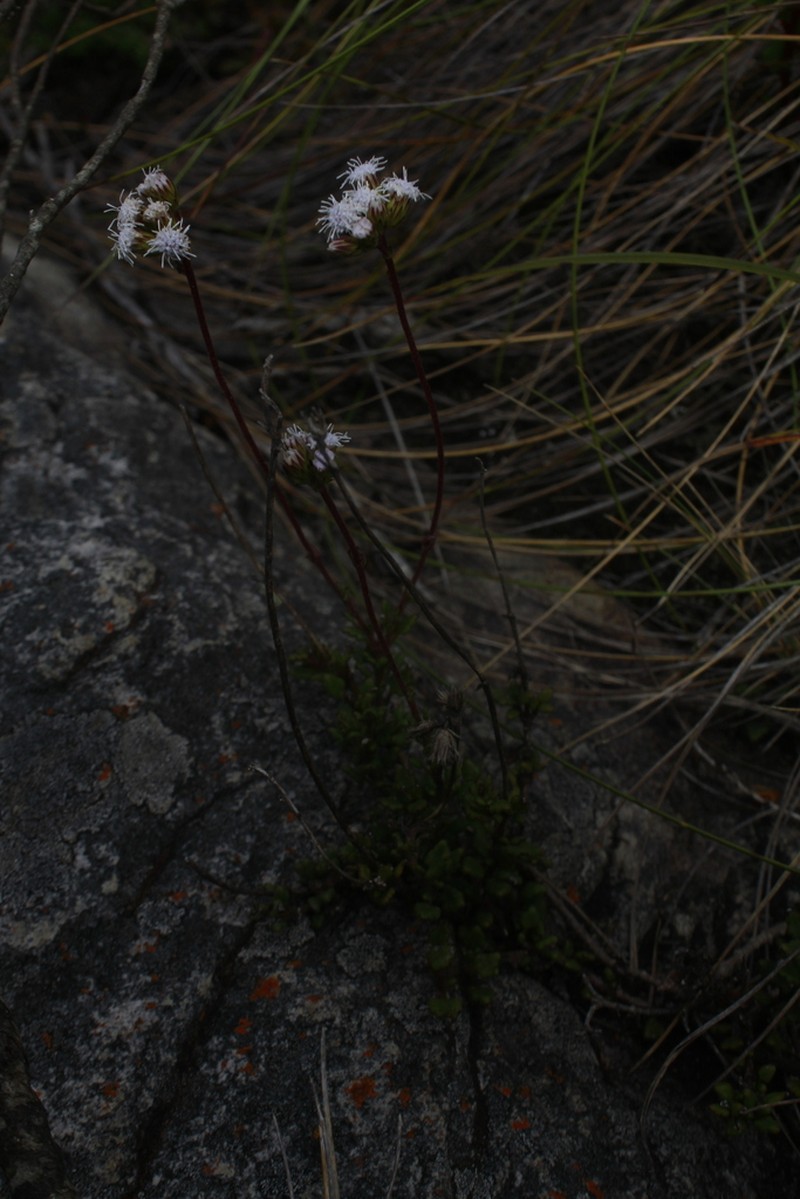 Lourteigia microphylla photo 3