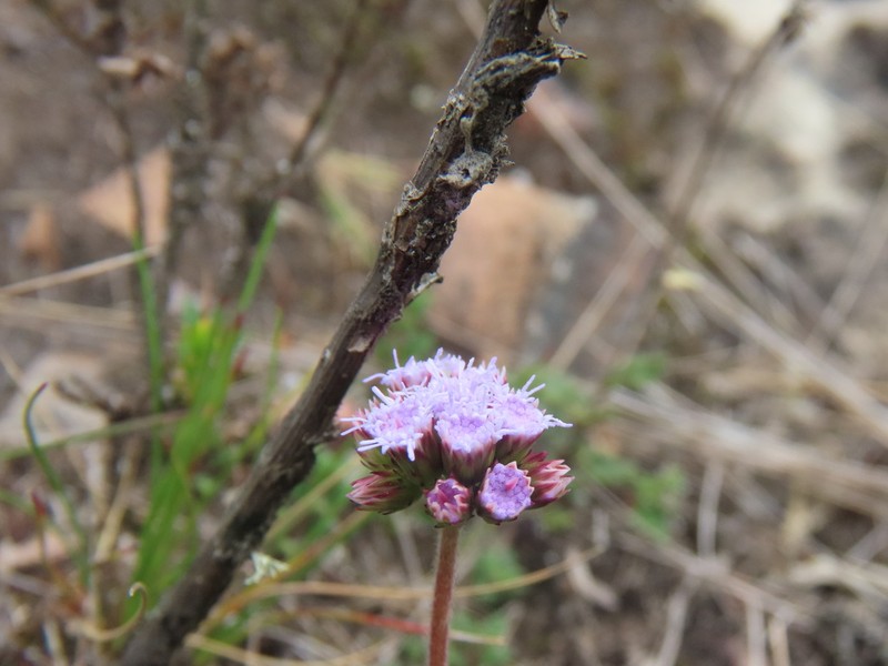 Lourteigia microphylla photo 4