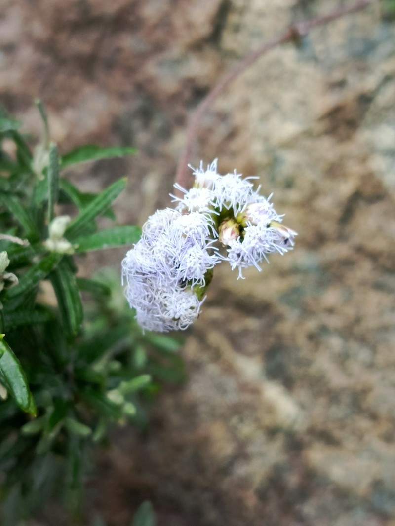 Lourteigia microphylla photo 5