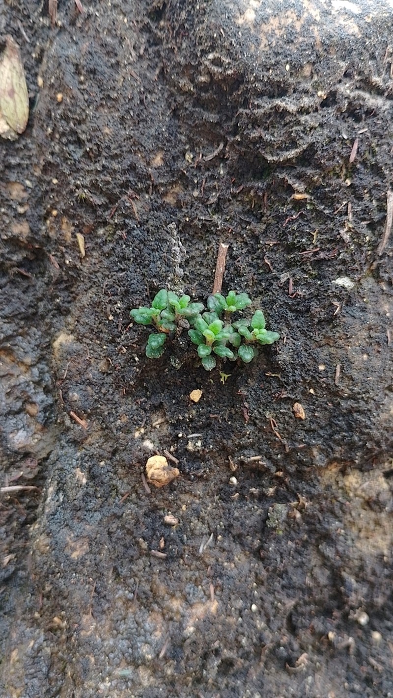 Lourteigia microphylla photo 6