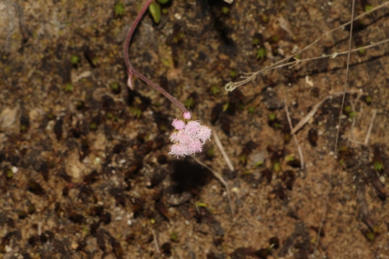 Lourteigia microphylla photo 7